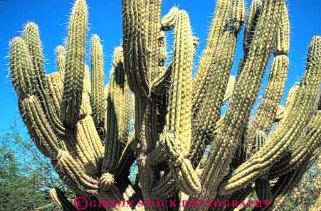 Stock Photo #6377: keywords -  arizona az branch branching cactus desert green horz hurt pain pattern plant poke protect protection sharp spine spiny stab succulent upward