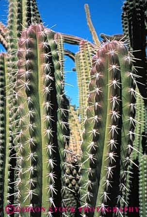 Stock Photo #6378: keywords -  arizona az branch branching cactus desert green hurt pain pattern plant poke protect protection sharp spine spiny stab succulent upward vert