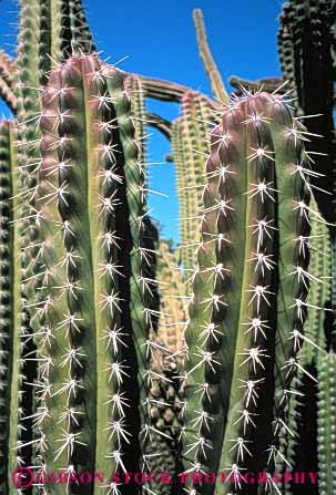 Stock Photo #6378: keywords - arizona az branch branching cactus desert green hurt pain pattern plant poke protect protection sharp spine spiny stab succulent upward vert
