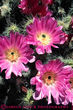 Stock Photo #6379: keywords -  beautiful blossom blossoming cactus circle circular desert flower flowering flowers pink plant pretty purple radial red reproduction round seed seeds succulent symmetrical symmetry three vert wildflower