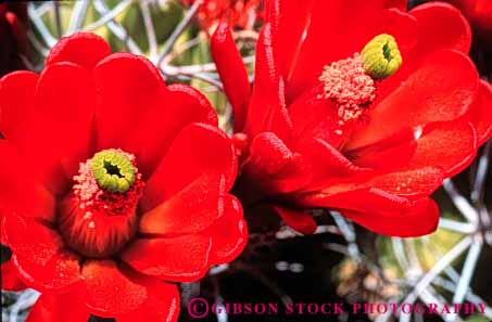 Stock Photo #6380: keywords - beautiful blossom blossoming ca cactus california circle circular close desert detail flower flowering flowers horz joshua mound national park plant pretty radial red reproduction round seed seeds succulent symmetrical symmetry tree two up wildflower
