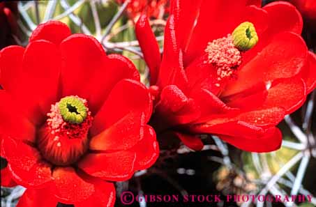 Stock Photo #6380: keywords -  beautiful blossom blossoming ca cactus california circle circular close desert detail flower flowering flowers horz joshua mound national park plant pretty radial red reproduction round seed seeds succulent symmetrical symmetry tree two up wildflower