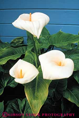 Stock Photo #6381: keywords -  calla curve flower flowers garden graceful lily plant spiral three vert white