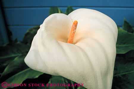 Stock Photo #6382: keywords - calla close curve flower flowers garden graceful horz lily one plant spiral up white