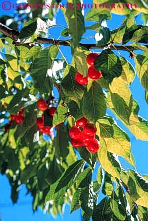 Stock Photo #6383: keywords -  agriculture california cherries cherry circular color colorful crop crops farm farming farms food fruit green grow growing growth leaf leaves lush orchard orchards produce red ripe round seed sphere spheres tree vert wholesome