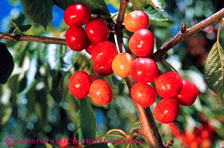 Stock Photo #6384: keywords -  agriculture california cherries cherry circular color colorful crop crops farm farming farms food fruit green grow growing growth horz leaf leaves lush orchard orchards produce red ripe round seed sphere spheres tree wholesome