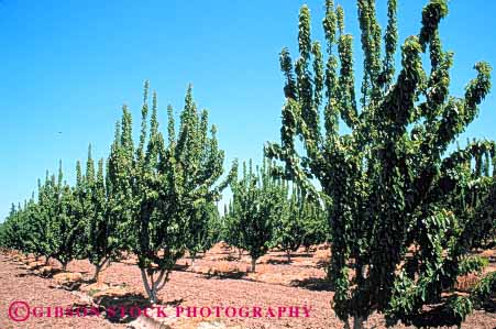 Stock Photo #6385: keywords -  agriculture california cherry crop crops cultivate cultivated cultivating dirt earth farm farming farms field food fruit green grow growing growth horz leaf leaves orchard orchards produce row rows soil tree trees