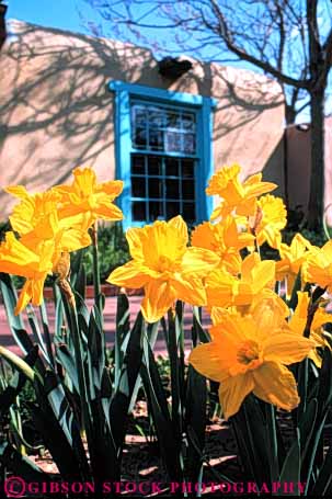Stock Photo #6386: keywords - array beautiful bulb cluster color colorful daffodil flower flowers garden home house landscape landscaped landscaping lots many outdoor outdoors plant pretty residential spring vert yellow