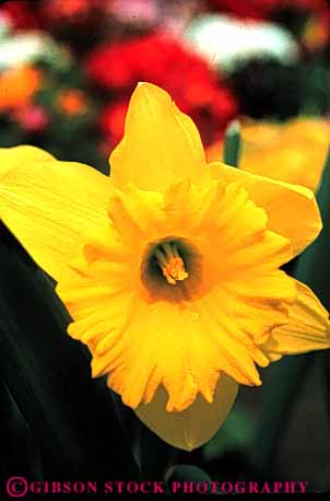 Stock Photo #6387: keywords - beautiful bulb color colorful daffodil flower garden outdoor outdoors plant pretty spring vert yellow
