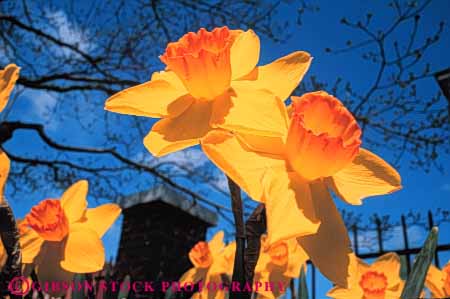 Stock Photo #6388: keywords -  array beautiful bulb close color colorful daffodil flower flowers garden grow growth horz many outdoor outdoors plant pretty sky spring up upward yellow