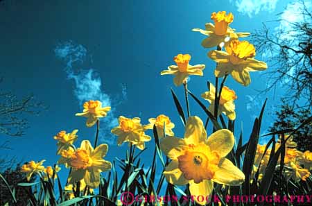 Stock Photo #6389: keywords - array beautiful bulb color colorful daffodil flower flowers garden grow growth horz many outdoor outdoors plant pretty sky spring up upward yellow