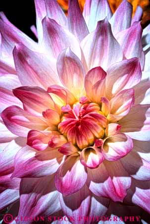 Stock Photo #6390: keywords -  blossom blossoming bulb circle circular color colorful dahlia flower flowers pedal pedals pink plant round symmetrical symmetry vert