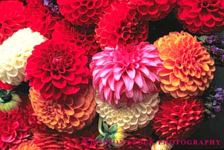 Stock Photo #6391: keywords -  array blossom blossoming bulb circle circular close cluster color colorful dahlia flower flowers horz lots many pedal pedals pink plant red round symmetrical symmetry up