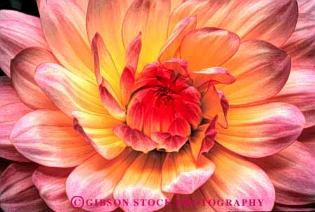 Stock Photo #6392: keywords -  blossom blossoming bulb circle circular close color colorful dahlia detail flower flowers horz macro pedal pedals pink plant round symmetrical symmetry up