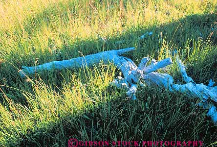 Stock Photo #13846: keywords - grass horz in landscape log meadow nature plant plants scenery scenic tree weathered wild wilderness wood wooden