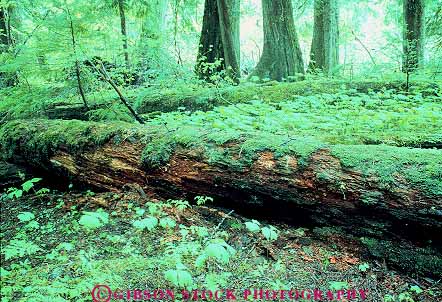 Stock Photo #13847: keywords - decay decaying decays decompose decomposed decomposing floor forest forests horz landscape log logs mount national nature park parks plant plants public rainer rainforest scenery scenic state temperate washington wild wilderness