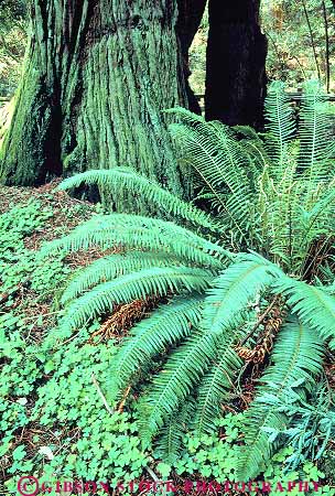 Stock Photo #13849: keywords -  california chlorophyll ecology fern ferns floor forest forests green habitat habitats landscape monument monuments muir national nature near park parks photosynthesis plant plants public redwood redwoods scenery scenic sword tree trees vert wild wilderness woods