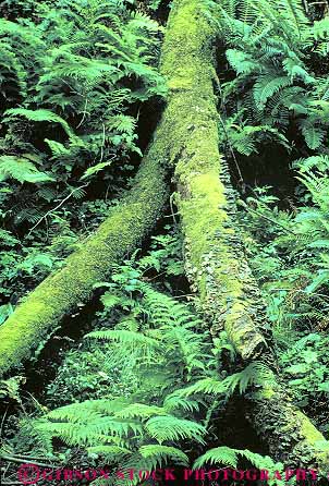 Stock Photo #13850: keywords -  california chlorophyll decay decaying decays decompose decomposing ecology fern ferns floor forest forests green habitat habitats landscape laying nature photosynthesis plant plants scenery scenic tree trees vert wild wilderness