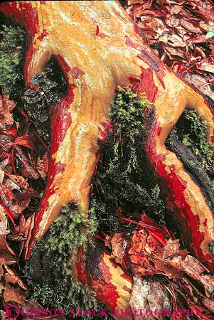 Stock Photo #13851: keywords -  california ecology exposed floor forest forests habitat habitats madrone nature plant plants root roots shiny tree trees vert water wet wild wilderness