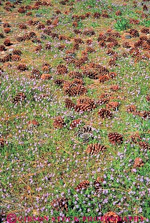 Stock Photo #13852: keywords - and california cone cones ecology floor forest forests habitat habitats landscape nature pine plant plants scenery scenic tree trees vert wild wilderness wildflower wildflowers