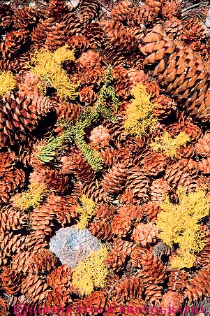 Stock Photo #13853: keywords -  and brown cone cones conifer coniferous ecology fir floor forest forests habitat habitats landscape lichen nature pine plant plants scenery scenic texture textures tree trees vert wild wilderness