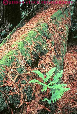 Stock Photo #13854: keywords - california ecology fallen fern ferns floor forest forests habitat habitats log logs nature next plant plants tree trees vert wild wilderness