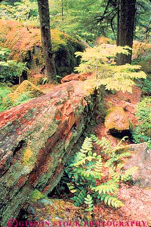 Stock Photo #13856: keywords - decay decaying decays decompose decomposes decomposing ecology falls floor forest forests habitat habitats landscape log logs nature oregon plant plants rainforest scenery scenic temperate tree trees vert watson wild wilderness
