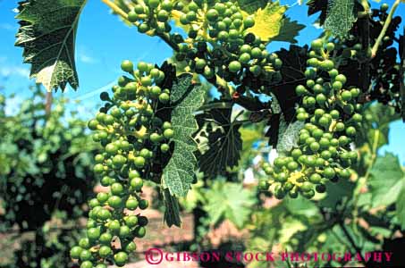 Stock Photo #6396: keywords - agriculture california cluster crop crops farm farming food fruit grape grapes green horz immature many produce ripe seed seeds vine vineyard