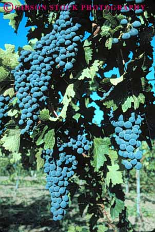 Stock Photo #6398: keywords -  agriculture california cluster crop crops farm farming food fruit grape grapes many produce ripe seed seeds vert vine vineyard