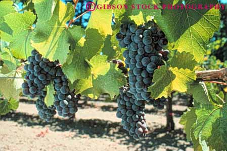 Stock Photo #6400: keywords - agriculture california cluster crop crops farm farming food fruit grape grapes horz many produce ripe seed seeds vine vineyard