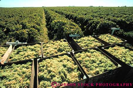 Stock Photo #6401: keywords - agriculture california cluster crop crops farm farming food fruit grape grapes harvest harvested horz many produce seed seeds vine vineyard