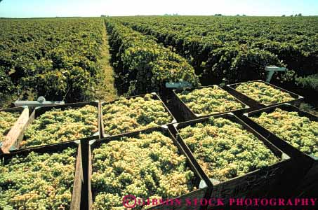 Stock Photo #6401: keywords -  agriculture california cluster crop crops farm farming food fruit grape grapes harvest harvested horz many produce seed seeds vine vineyard