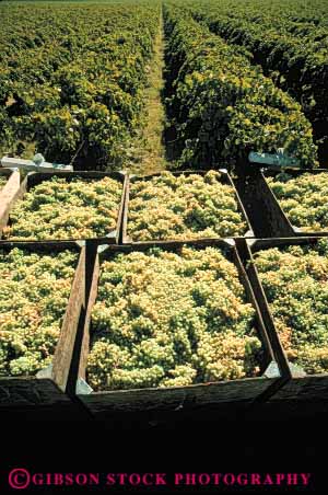 Stock Photo #6402: keywords - agriculture california cluster crop crops farm farming food fruit grape grapes harvest harvested many produce seed seeds vert vine vineyard