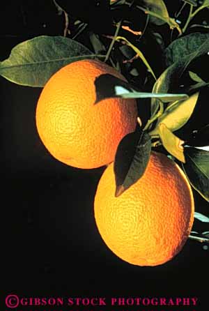 Stock Photo #3308: keywords -  agriculture california citrus crop farm orange oranges round vert