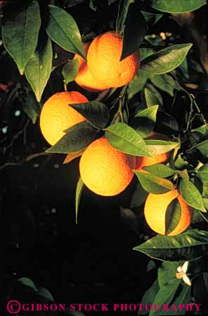 Stock Photo #6403: keywords - agriculture california circle circular citrus crop crops farm farming food fruit grow growth orange oranges produce ripe round sphere spheres tree vert