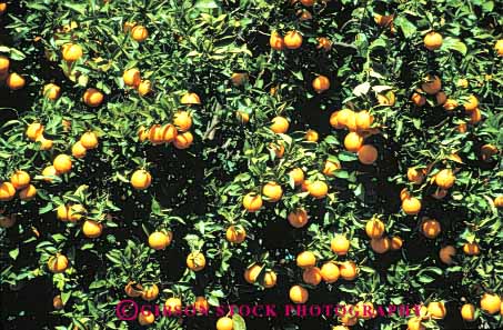 Stock Photo #6406: keywords -  agriculture california circle circular citrus crop crops farm farming food fruit grow growth horz lots many orange oranges orchard produce ripe round sphere spheres tree