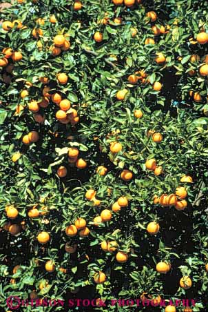 Stock Photo #6407: keywords -  agriculture california circle circular citrus crop crops farm farming food fruit grow growth lots many orange oranges orchard produce ripe round sphere spheres tree vert