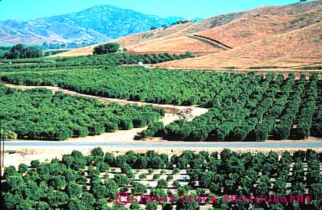 Stock Photo #6408: keywords -  agriculture california citrus crop crops elevated farm farming food fruit green grow growth horz orange oranges orchard produce row rows tree trees view