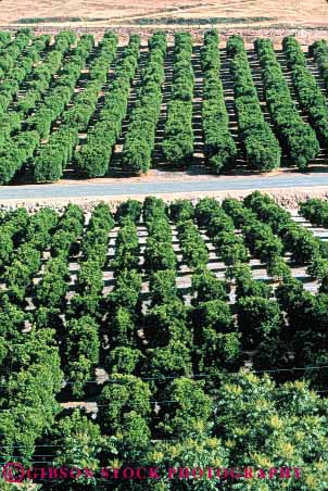 Stock Photo #6409: keywords -  agriculture california citrus crop crops elevated farm farming food fruit green grow growth orange oranges orchard produce row rows tree trees vert view