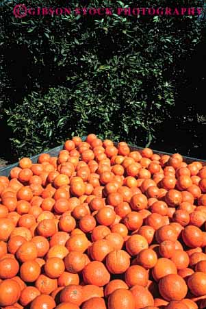 Stock Photo #6410: keywords -  agriculture california circle circular citrus crop crops farm farming food fruit grow growth harvest harvested orange oranges orchard produce ripe round sphere spheres tree trees vert