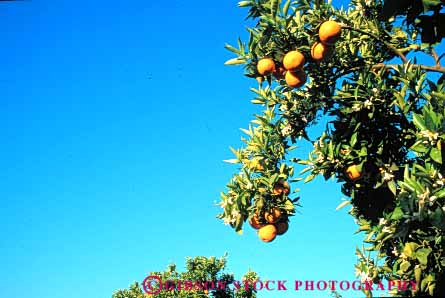 Stock Photo #6411: keywords -  agriculture california citrus crop crops farm farming food fruit grow growth horz orange oranges orchard produce sky tree