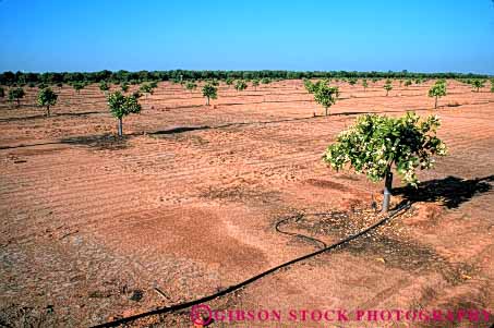 Stock Photo #6412: keywords -  agriculture california citrus crop crops drip farm farming food fruit green grow growth horz irrigate irrigated irrigating irrigation new newly orange oranges orchard planted produce row rows tree trees trickle young