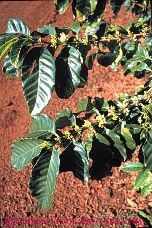 Stock Photo #6413: keywords -  blossom blossoming coffee crop crops cultivate cultivating cultivation farm farming flower flowering grow growing growth hawaii hi leaf leaves plant plants vert