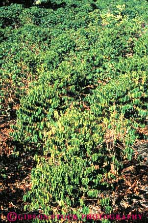 Stock Photo #6414: keywords -  coffee crop crops cultivate cultivating cultivation farm farming grow growing growth hawaii hi leaf leaves plant plantation plants vert