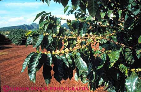 Stock Photo #6415: keywords -  blossom blossoming coffee crop crops cultivate cultivating cultivation farm farming flower flowering grow growing growth hawaii hi horz leaf leaves plant plants