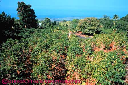 Stock Photo #6416: keywords -  coffee crop crops cultivate cultivating cultivation farm farming grow growing growth hawaii hi horz leaf leaves plant plantation plants