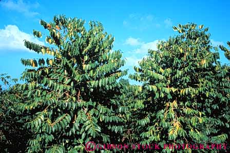 Stock Photo #6417: keywords -  coffee crop crops cultivate cultivating cultivation farm farming grow growing growth hawaii hi horz leaf leaves plant plants