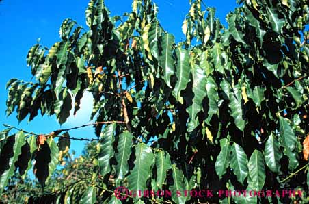 Stock Photo #6418: keywords -  blossom blossoming coffee crop crops cultivate cultivating cultivation farm farming flower flowering grow growing growth hawaii hi horz leaf leaves plant plants