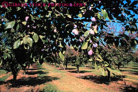 Stock Photo #6420: keywords -  california crop crops cultivate cultivating cultivation farm farming fruit grow growing growth hard horz leaf leaves nut orchard orchards plant plants plum tree trees