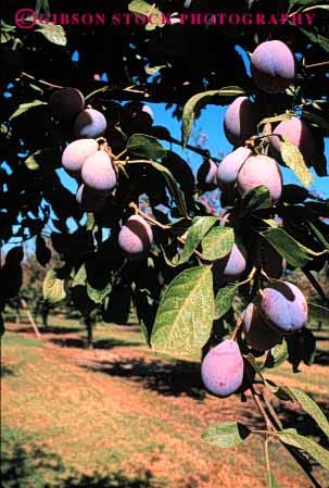 Stock Photo #6421: keywords -  california crop crops cultivate cultivating cultivation farm farming fruit grow growing growth hard leaf leaves nut orchard orchards plant plants plum tree trees vert